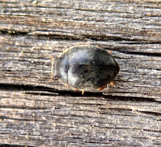 Piccoletto e sconosciuto: Coccinellidae: cfr. Scymnus sp.